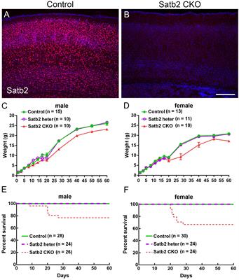 Loss of Satb2 in the Cortex and Hippocampus Leads to Abnormal Behaviors in Mice